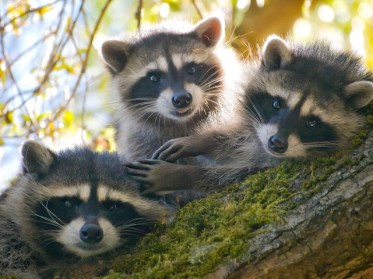 Rocky, Nancy &amp; Dan